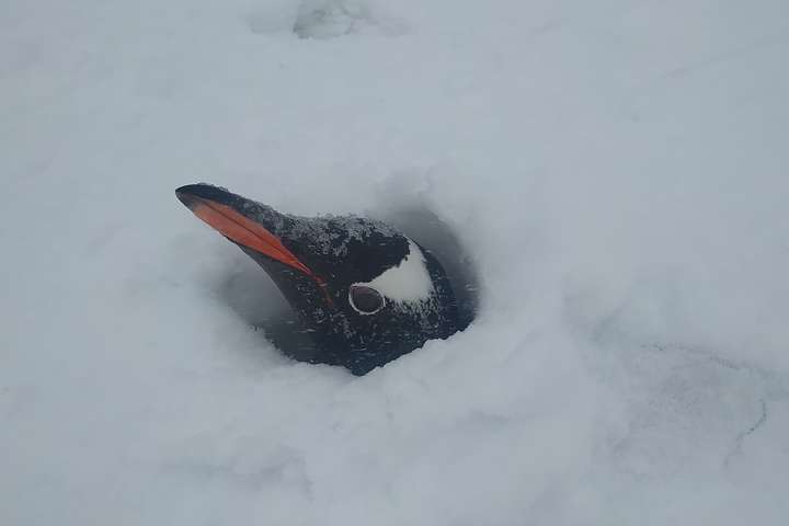 Стирчать лише голови пінгвінів: біля української полярної станції випало 2,6 метра снігу