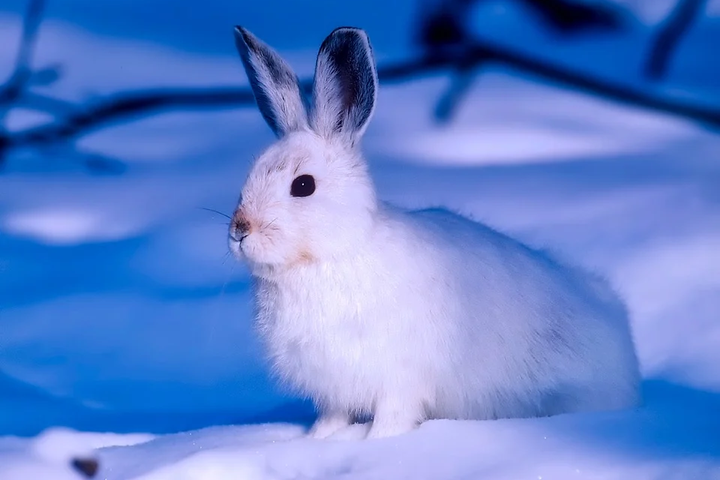 Если заяц от своей норы далеко не скачет, то скоро пойдет снег - 14 декабря: какой сегодня день в Украине, приметы и запреты