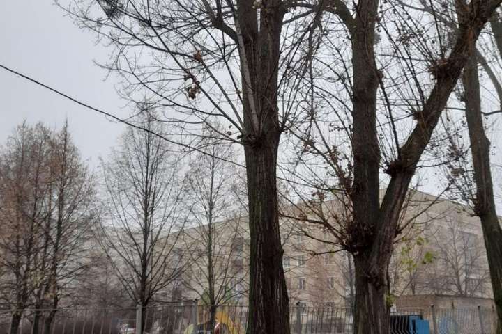 У Києві біля школи на жінку впала величезна гілка (фото)