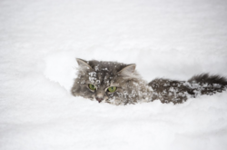 Мороз до -20° и снег: синоптик озвучила дату похолодания 