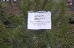 Комунальники попереджають потенційних крадіїв про обробку хвойних дерев