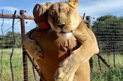«Обнимашки» огромной львицы с ее другом набирают в сети миллионы (видео)