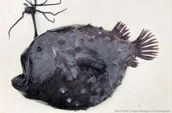 Уникальную глубоководную рыбу обнаружили в США: таких встречали всего три десятка (фото)