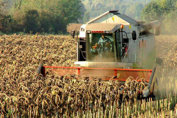 На Кіровоградщині зібрали рекордний врожай соняшника. Чи вплине це на ціну олії 