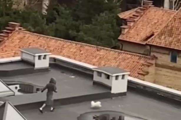 З'явилося кумедне відео, як одесит вирішив вигуляти собаку на даху