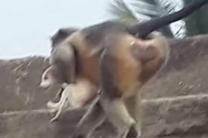 В Індії мавпи через помсту винищили собак у селищі