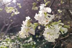 Весна посеред грудня. В Одесі на свято Миколая зацвіла калина (фото)