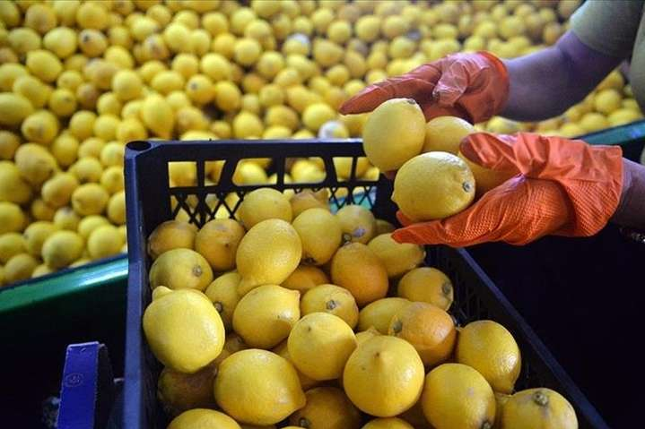 Месть за беспилотники для Украины. Россия ограничила импорт фруктов и овощей из Турции 