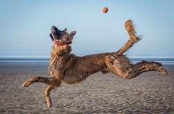 Самые смешные фотографии домашних животных за 2021 год