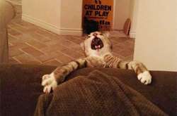 Драмы больше чем у актеров: наши пушистики, которые не умеют скрывать свои эмоции (фото)