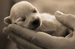 Загиблих цуценят виявили місцеві мешканці