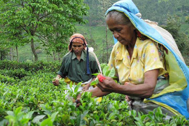 Нафта за чай. Шрі-Ланка екзотичним способом планує виплатити $250 млн боргу 