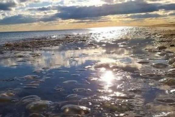На Одещині узбережжя знову заполонили тисячі гігантських медуз (відео) 