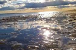 Кількість викинутих медуз на всьому пляжі становить сотні тисяч