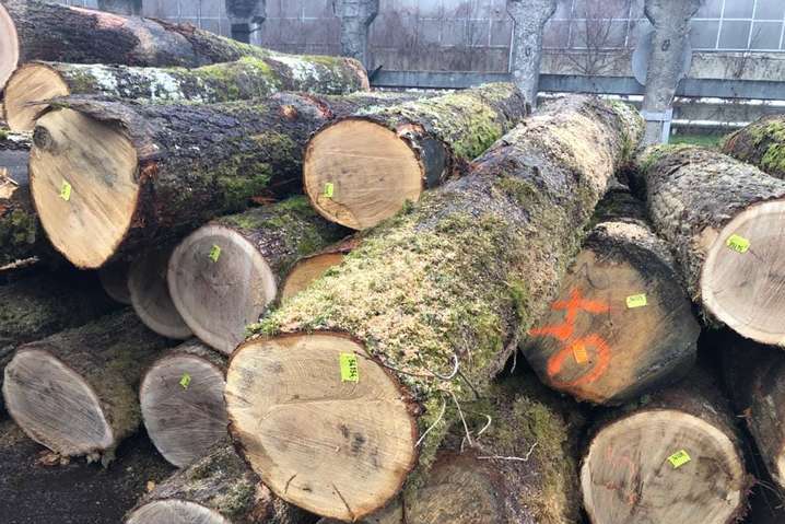 Мораторій на експорт деревини слід зберегти, але запровадити аукціони з продажу – Федерація роботодавців 