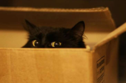 Наркокурьер и вор: кот в Новой Зеландии держит в страхе весь район (фото)