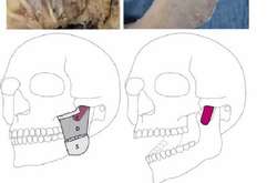 У голові людини є мало досліджений м’яз