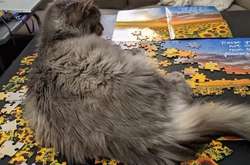 Ох уж эти котики: наши пушистые питомцы очень любят устраивать шалости (фото)