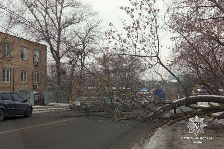 У Києві дерево рухнуло на дорогу (фото)