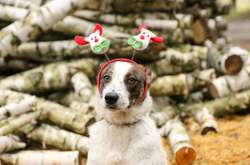 Порушники заборони використання піротехніки завдають непоправної шкоди тваринам