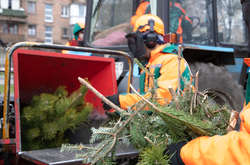 Новорічні дерева переробляютимуть у спеціальних подрібнювачах