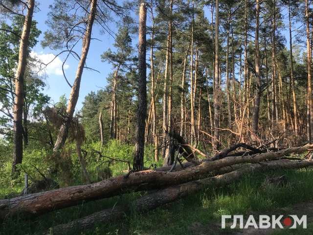 Коли в Україні висадять мільярд дерев? Уряд схвалив нову лісову стратегію 