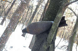 На Львівщині знайшли міну часів Другової світової, яка висіла на дереві (фото)