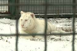 «Наши котики»: как живут уникальные тигры в Бердянске (видео)