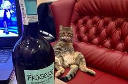 Экс-министр устроил конкурс на лучшего первоянварского кота (фото)