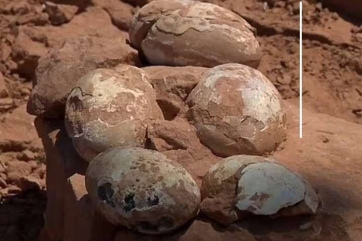 В Бразилии ученые обнаружили гнездо с яйцами динозавра (фото)