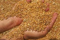 Світові ціни на зерно досягли максимуму за 10 років – ООН