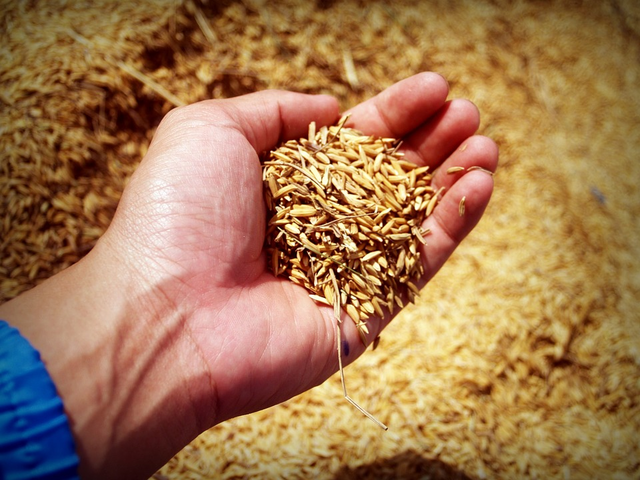 Мировые цены на зерно достигли максимума за 10 лет – ООН