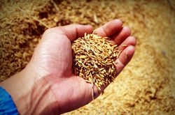 Мировые цены на зерно достигли максимума за 10 лет – ООН