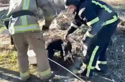 Різдвяне диво від рятувальників: із ями витягли собаку, який просидів там три дні (відео)