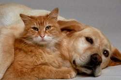 В Іспанії коти та собаки стали членами сім'ї