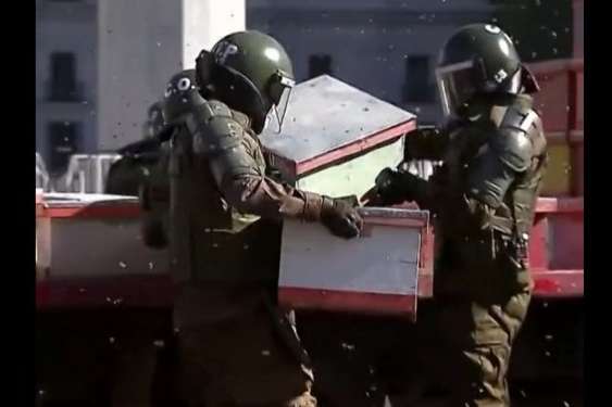 У Чилі пасічники «нацькували» бджіл на поліцію (відео)