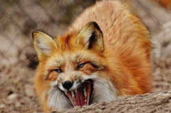 Село на Прикарпатье закрыто на карантин из-за опасной болезни