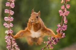 Смешные дикие животные, которые сделают ваш день (фото)