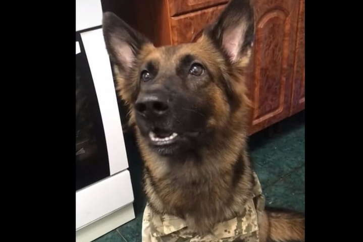 Собака пограничников стала звездой соцсетей из-за патриотизма (видео) 