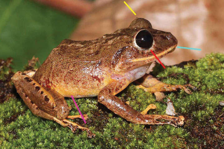 Ученые назвали новый вид панамских лягушек в честь Греты Тунберг 