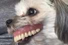 Курьезные снимки собак, которые подарят вам улыбку