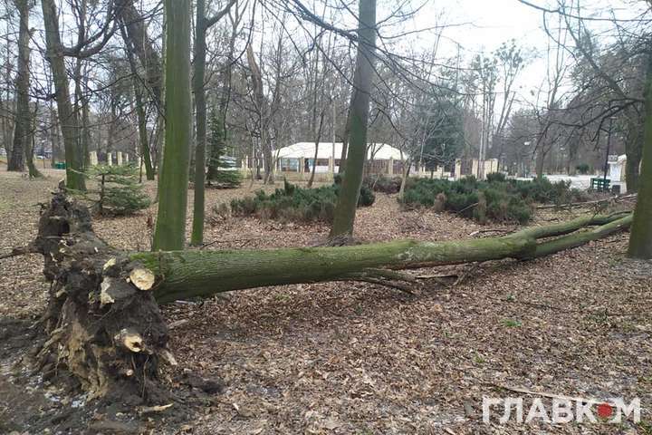 У Чернівцях негода наробила лиха: повалені дерева, знеструмлені будинки (фото)