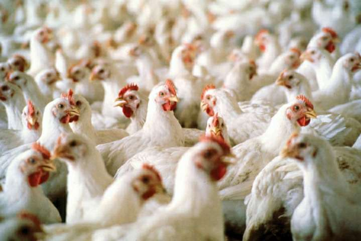 ЕС отменил ограничения на импорт украинской курятины 