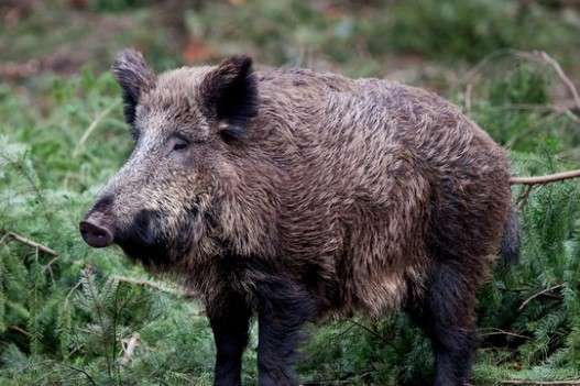 На Черкащині дикі свині тероризують село 