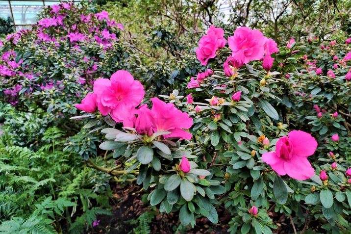 Київський ботанічний сад похизувався першим цвітінням азалій (фото) 
