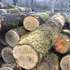 В Україні злетіли ціни на деревину 