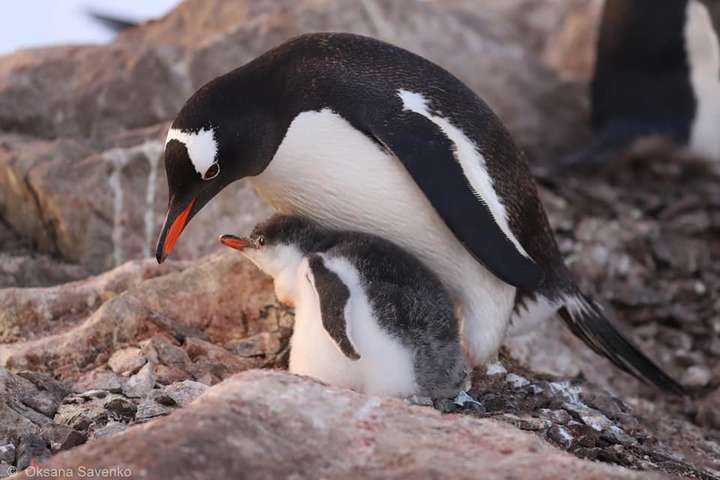 Українські полярники показали дитинчат пінгвінів. Зворушливі фото