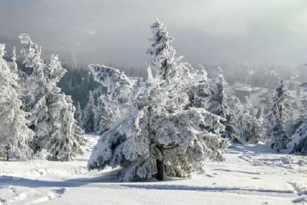 Снігопади майже на всій території: якою буде погода 21 січня
