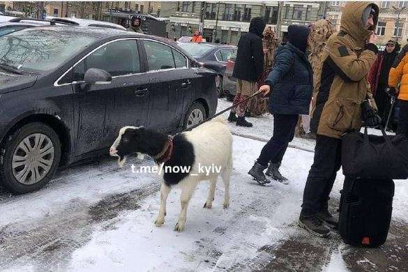 У центрі Києва жінка вигулювала козу на повідку (фото) 