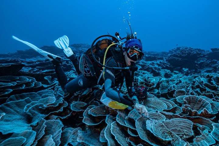 Дослідники відкрили новий гігантський кораловий риф